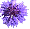 bleuet